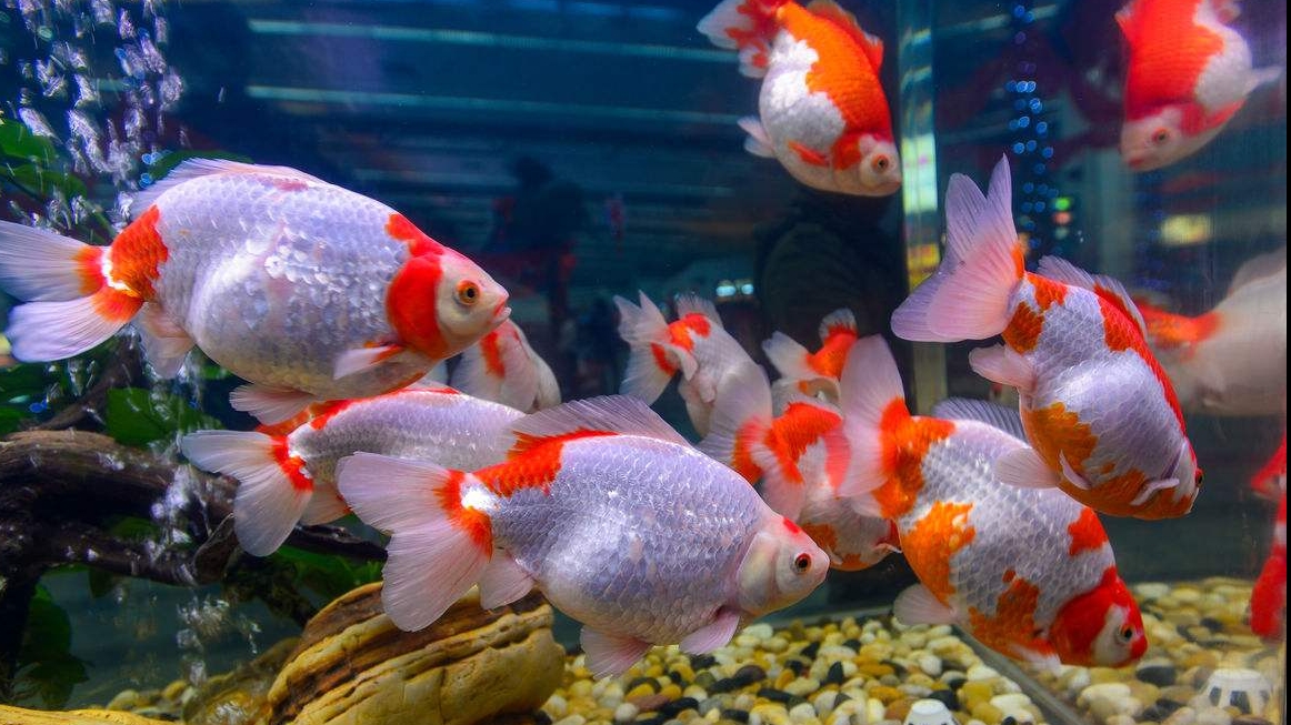 辦公室養(yǎng)魚的風(fēng)水知識(shí)你知道嗎？